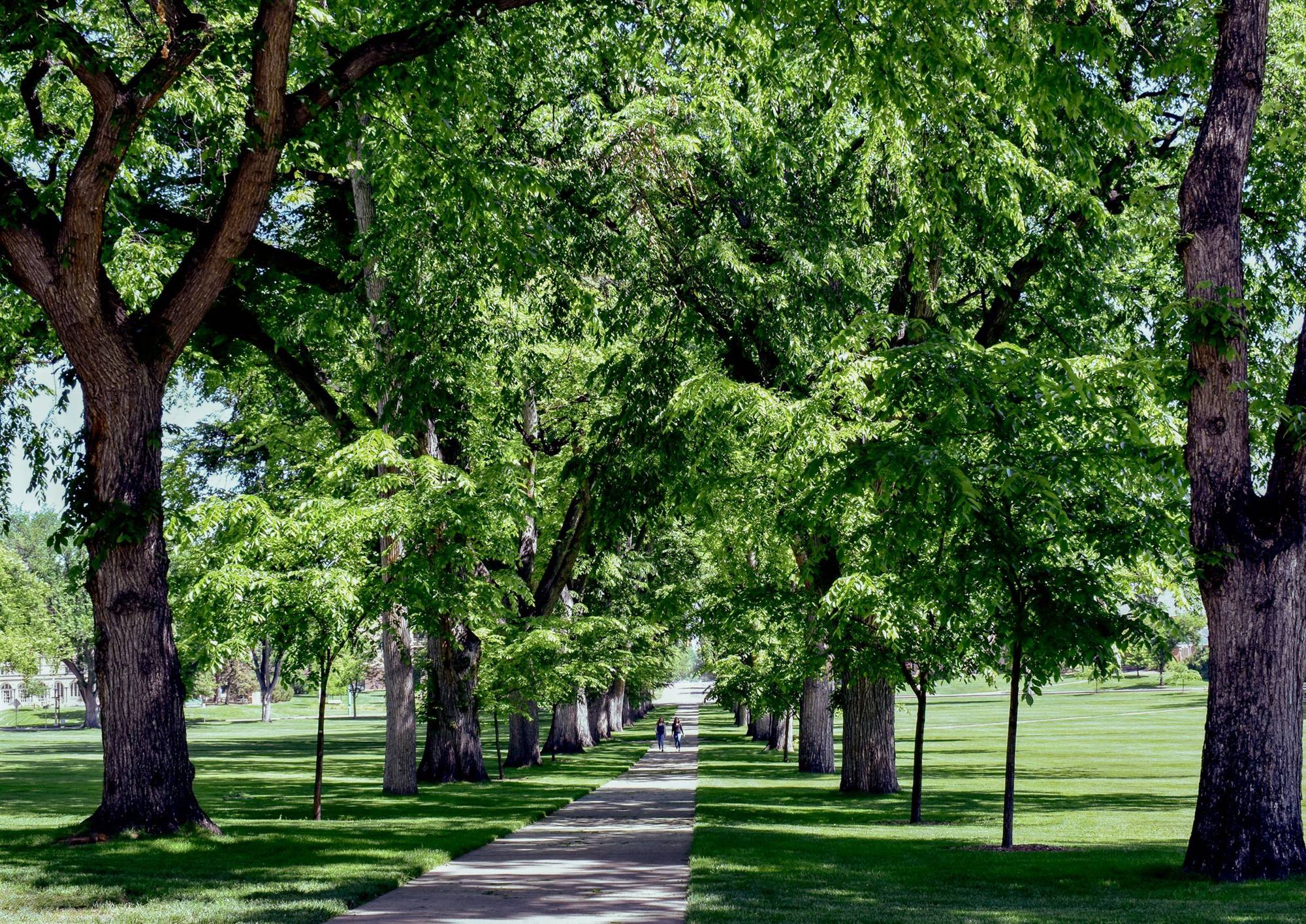 A sunny tree-lined walkway across a university lawn